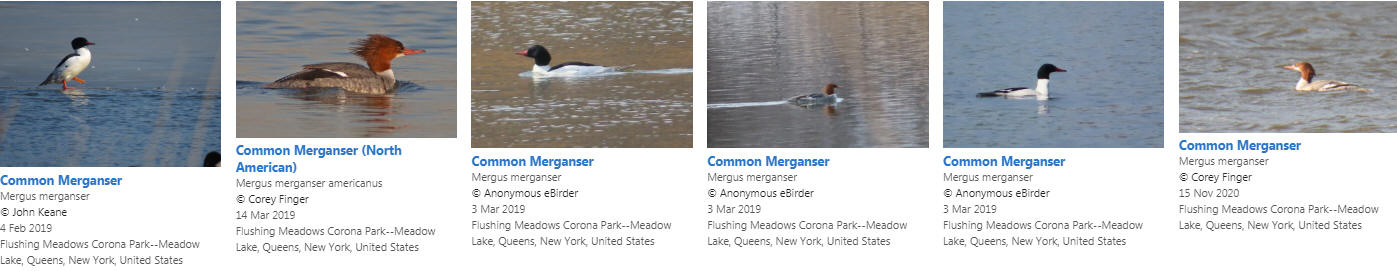 Common Merganser at Meadow Lake