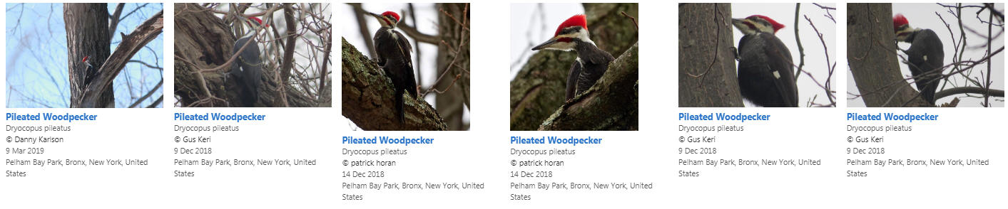 pileated woodpecker at Pelham