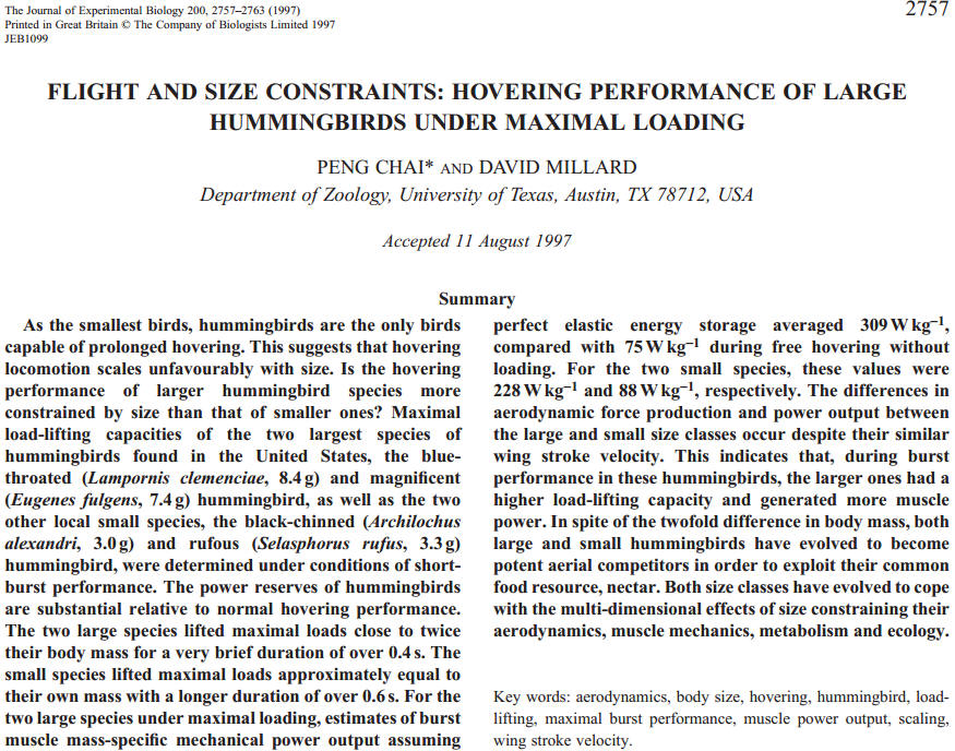 flight and size constraints: hovering performance of large hummingbirds