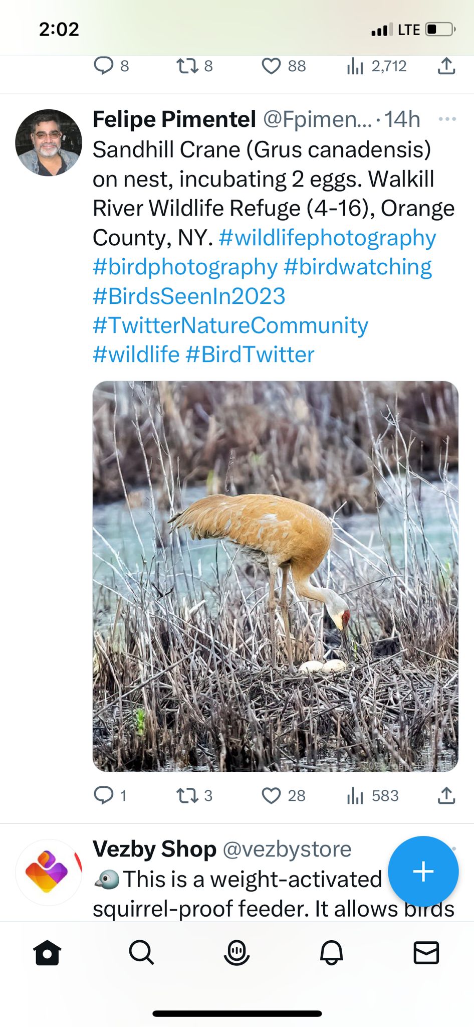 sandhill crane twitter