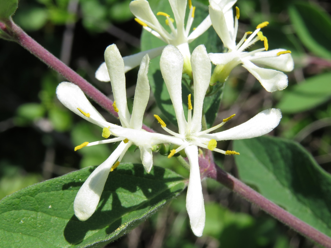 Japanese Honeysuckle (https://en.wikipedia.org/wiki/Lonicera_japonica) grows these white flowers which fill the air around the plant with a sweet, honey-like smell to attract bees