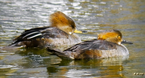 Hooded Merganser