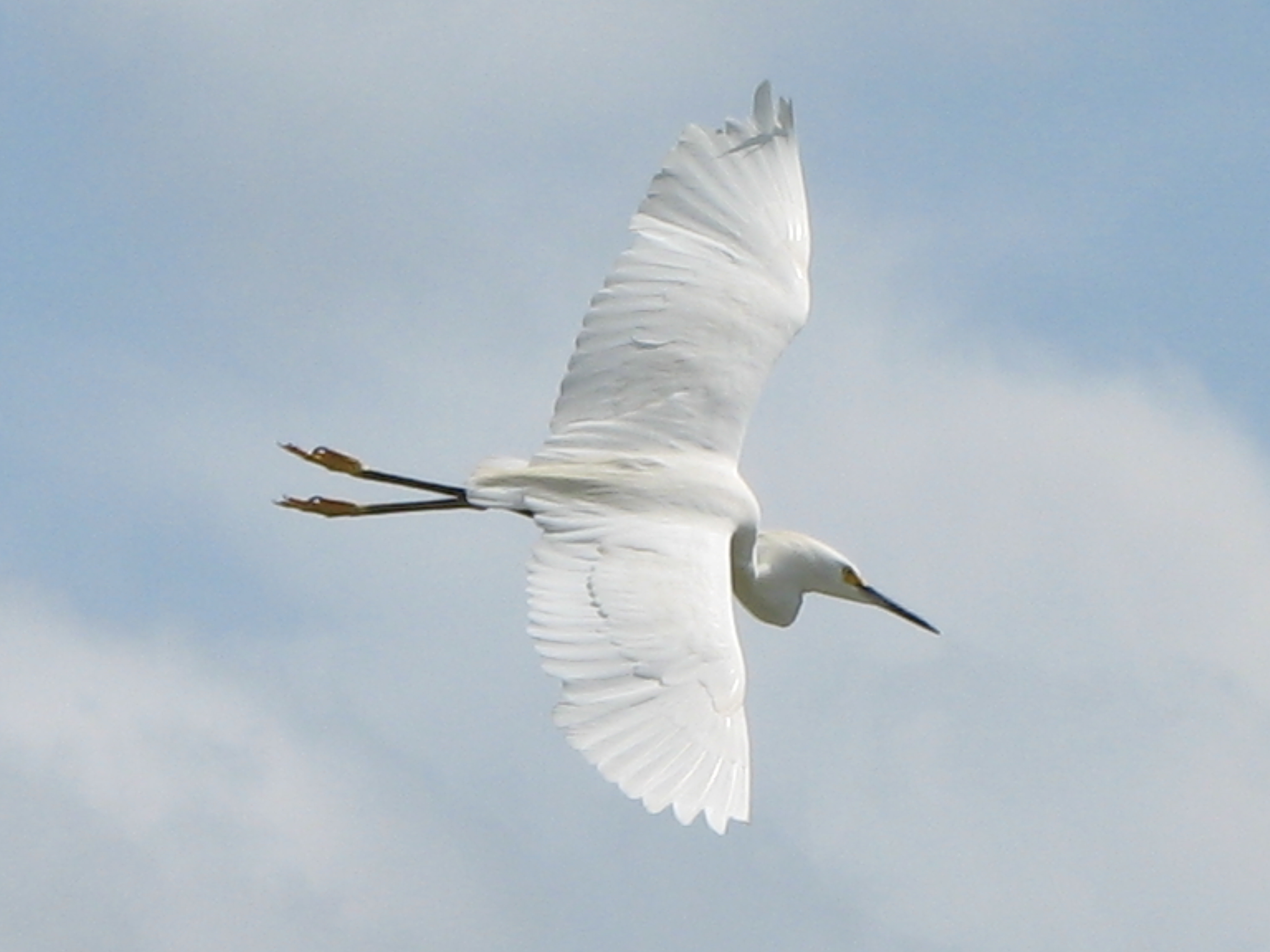 Tim's Bird List 2009